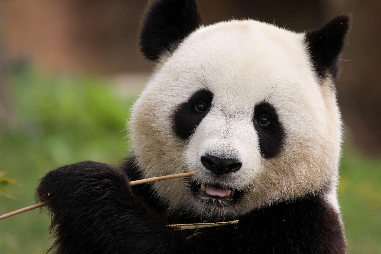 panda, bamboo, mammal, black and white, animal, china, fauna, ursidae, nature, panda, panda, panda, panda, panda