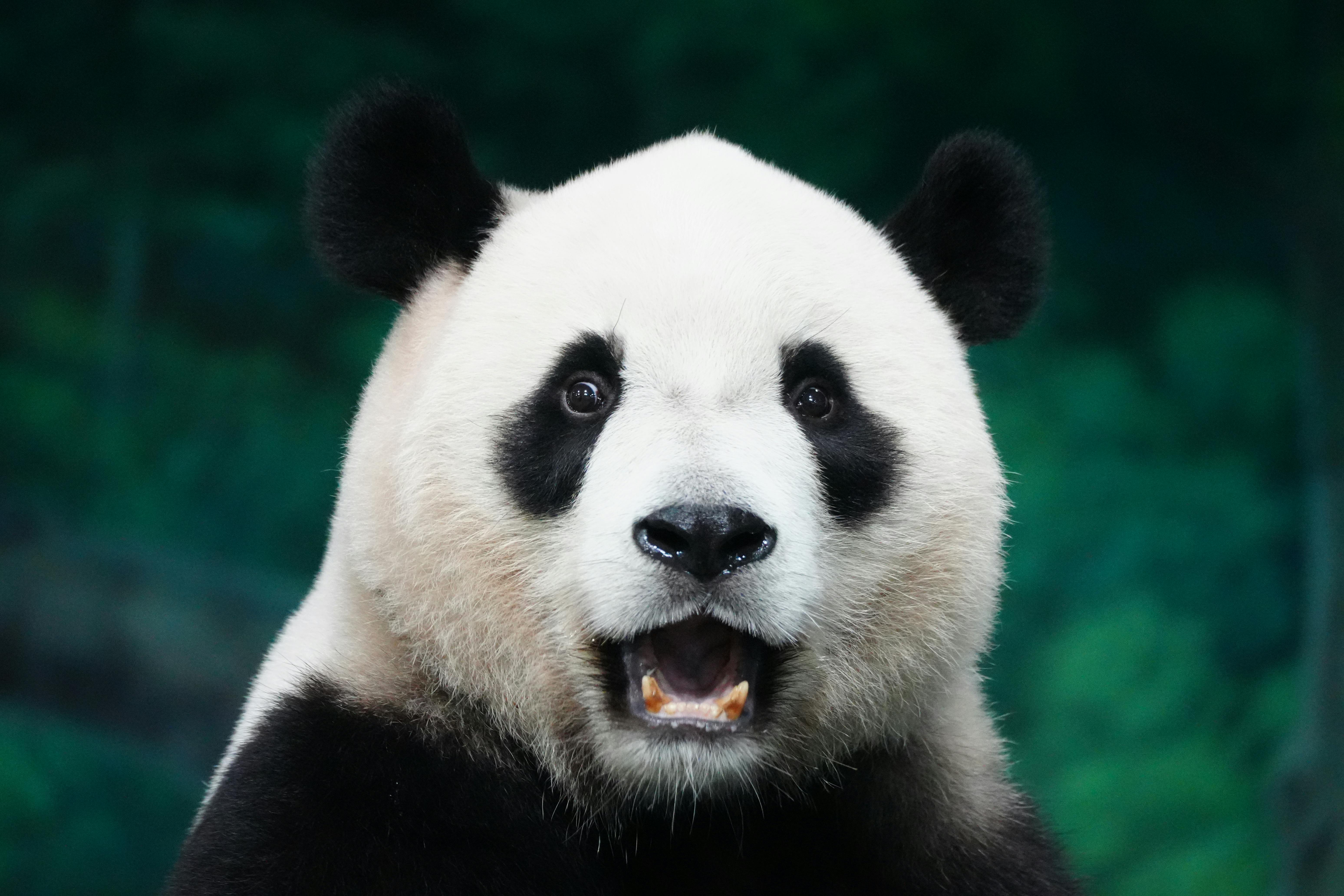 pexels-photo-32593280-32593280 A captivating close-up of a giant panda bear set against a lush green background.